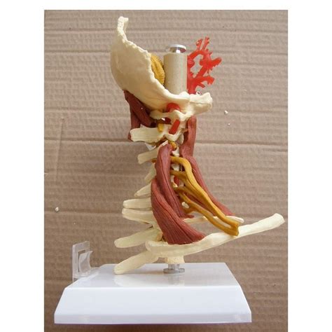 Anatomy Of Spinal Cord D Model Human Spine With Spinal Cord And Body Hot Sex Picture