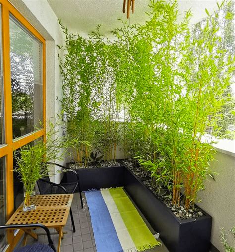 Bamboo For Patio Planters Patio Ideas