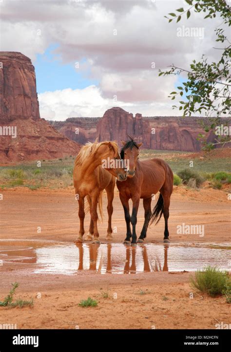 dos caballos salvajes juntos en un agujero de agua con cabezas cerca mostrando afecto Fotografía