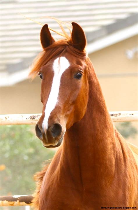 Chestnut Andalusian Horses Amazing In 2020 With Images