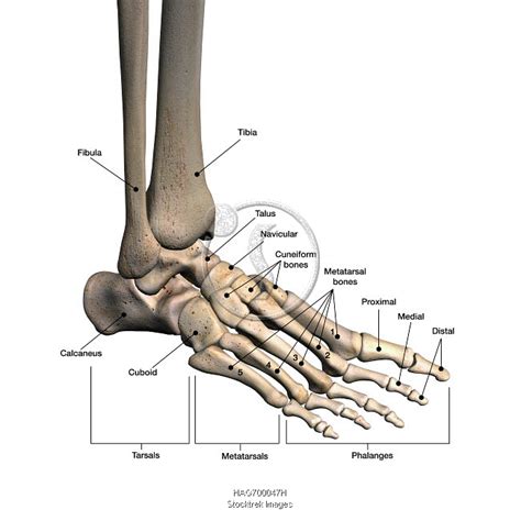 Bones Of Human Foot With Labels Stocktrek Images