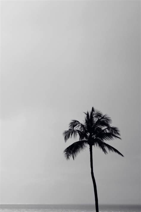 Pin By Jimbo On Wallpaper Palm Tree Pictures White Photography