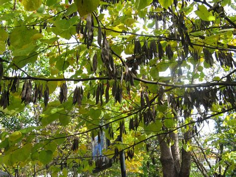 Our redbud has been amazing for at least ten years, it has gone thru many stages from tons of beans to tons of flowers. Friesner Herbarium Blog about Indiana Plants | Timely ...