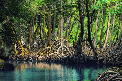 Mangroves Of Mauritius Yo Nature