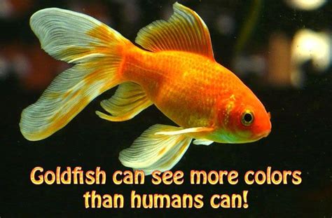Interesting Facts About Gold Fish Did You Know Pets Goldfish Pet