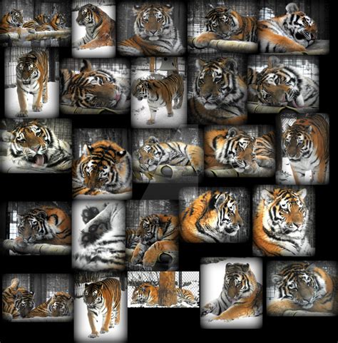 Tiger Collage By Katsuforov Chan On Deviantart