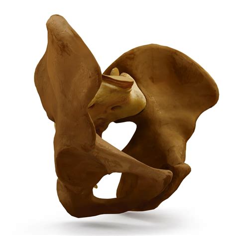 Human hip bones 3D Model - by Renderbot LLC