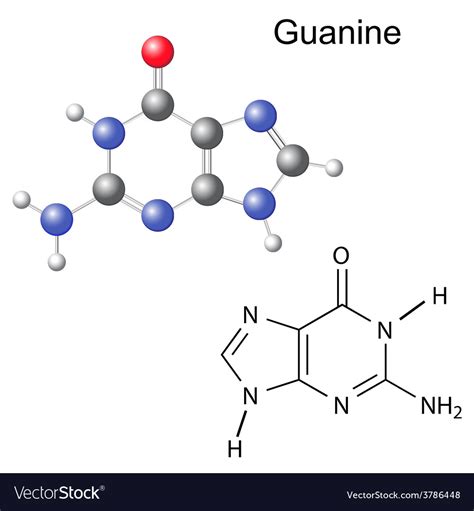 Chemical Structural Formula And Model Guanine Vector Image