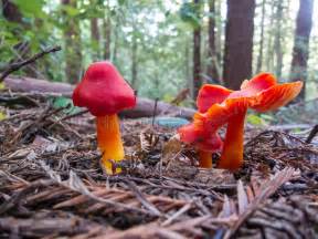 Red Waxy Cap Mushrooms In A Forest Stock Photos Image
