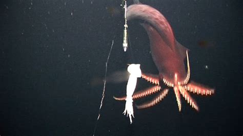 First Videos Of Deep Sea Squid Reveal Aggressive Predator Live Science