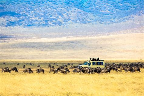 How Much Does A Tanzania Safari Cost Earthlife Expeditions