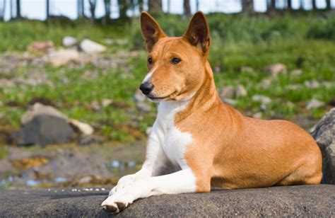 Basenji Personality History And Pictures Pawculture