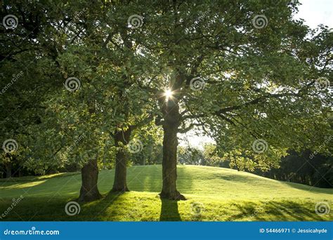 Sunlight Behind Three Magnificent Trees Stock Image Image Of Black