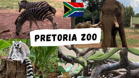 Exploring The Pretoria Zoo The National Zoological Garden Of South