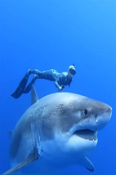 Woman Swims Alongside 20 Foot Great White Shark And The Whole Thing Is