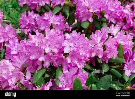 Catawba Rhododendron Rhododendron Catawbiense Hi Res Stock Photography