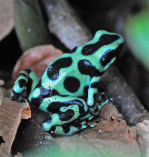 Green And Black Dart Poison Frog Amphibians Of Costa Ricas Southern