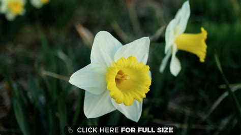 Daffodils Cool Wallpaper Daffodils Investing Desktop Wallpapers