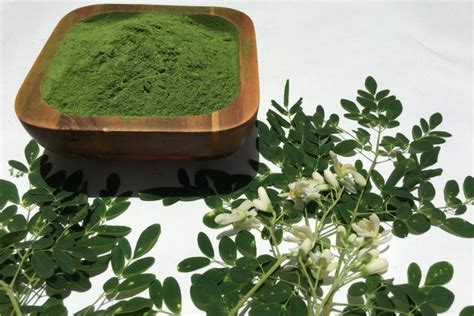 Moringa Para Qué Sirve Cómo Tomarla Beneficios Y Contraindicaciones