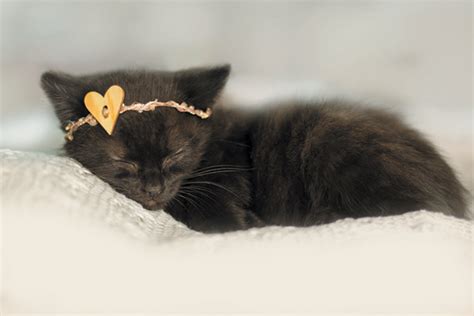 Newborn Kitten Photos Are A Thing — And Theyre Adorable Catster