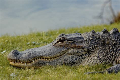 American Alligator - Town of Kiawah Island