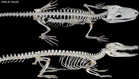 American Alligator Alligator Mississippiensis Animal Skeletons