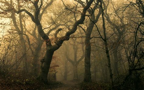 Download 2500x1563 Mist Dark Forest Trees Autumn Wallpapers
