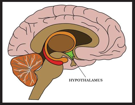 Where Is Hypothalamus Located My XXX Hot Girl