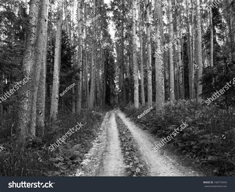 Path Through A Dark Forest Stock Photo 108774545 Shutterstock