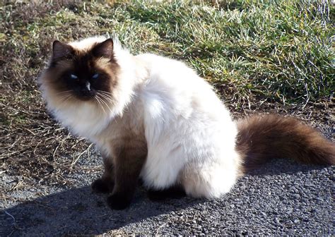 Balinese Cat The Life Of Animals