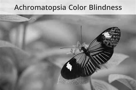 What Is Color Blindness Enchroma