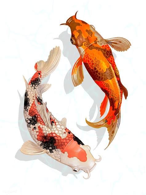 Two Japanese Koi Fish Swimming Premium Image By Rawpixel Com Koi Fish