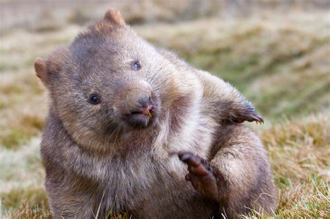 Wombat Appeal Globalgiving