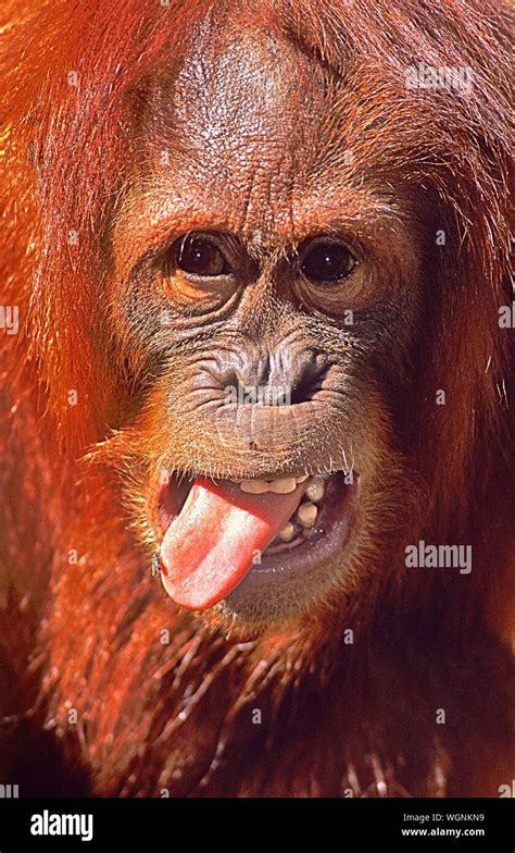 Monkey Sticking Out Tongue Hi Res Stock Photography And Images Alamy