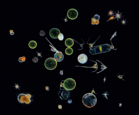 Marine Microbes Smithsonian Ocean