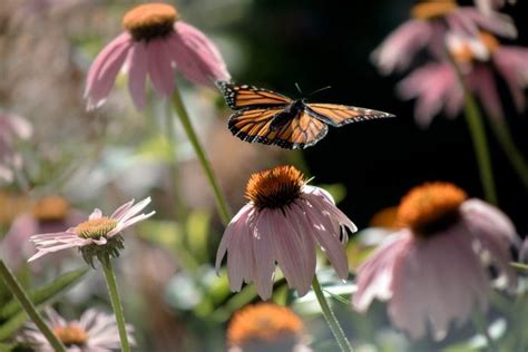 11 Fascinating Monarch Butterfly Facts Birds And Blooms