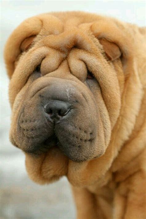 Pup Shar Pei Puppies Cute Puppies Dogs And Puppies Cute Dogs