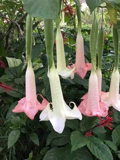 Angel Trumpets Live Plant Cuttings Etsy