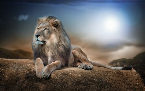 If you're in search of the best lion wallpaper desktop, you've come to the right place. Lion Wallpapers 4K HD | Full HD Pictures