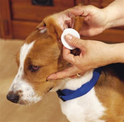 How To Treat Dog Ear Infection Home Remedies That Work