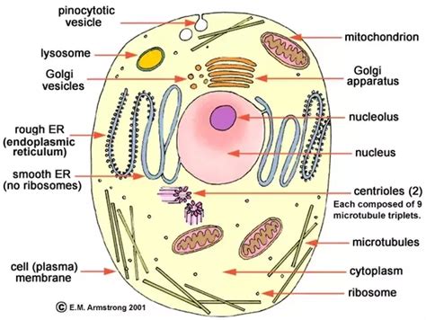 We did not find results for: What are some examples of prokaryotic and eukaryotic cells ...