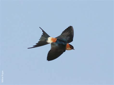 Red-rumped Swallow | KuwaitBirds.org