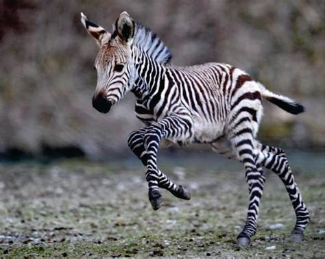 Topetuda A Beleza Da Inocência Cute Animals Baby Zebra Zebras