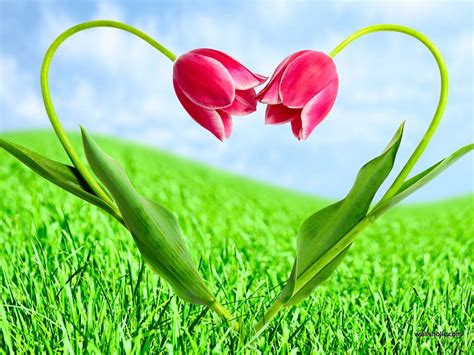 Every day, thousands of people around the world write about music they love — and it all ends up here. Heart Shape Flower | Flowers, Tulips, Love flower