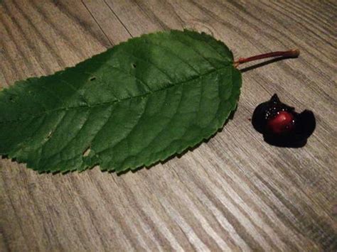 Bei mein schöner garten finden sie zahlreiche anregungen zur gartengestaltung und gartenarbeit sowie hilfreiche gartentipps und pflanzeninformationen. Tollkirsche? (Pflanzen)
