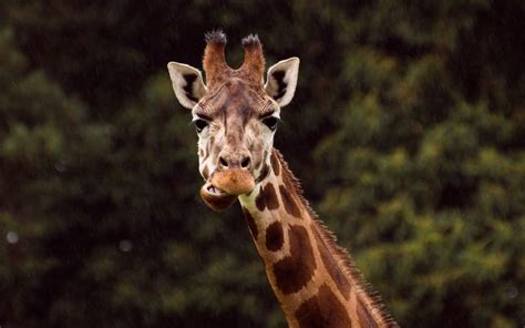 Masai Giraffes Declared Endangered After Poachers Wipe Out Half The