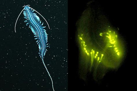 Most Deep Sea Animals Produce Their Own Light Research Shows