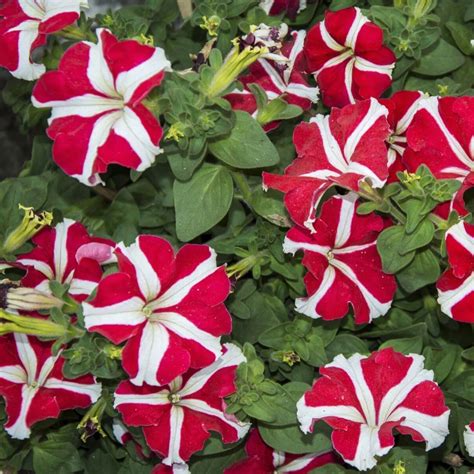 Petunia Red And White Star Seeds The Seed Collection