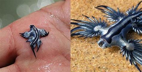 Its Real Meet The Strange But Beautiful Sea Creature That Can Kill