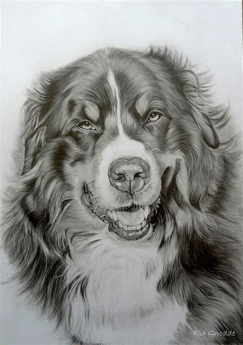Bernese Mountain Dog Drawing By Rianns Art Fine Art America